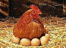 hen